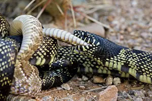 Kingsnake: Common Kingsnake - eating Mohave Rattlesnake (Crotalus