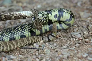 Kingsnake: Common Kingsnake - eating Mohave Rattlesnake (Crotalus