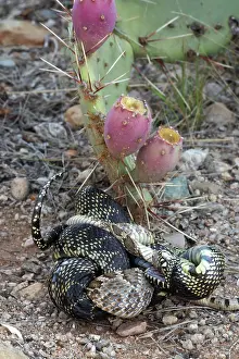 Kingsnake: Common Kingsnake - eating Mohave Rattlesnake (Crotalus