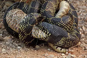 Kingsnake: Common Kingsnake - eating Mohave Rattlesnake (Crotalus