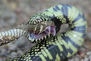Kingsnake: Common Kingsnake - eating Mohave Rattlesnake (Crotalus