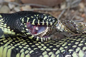 Kingsnake: Common Kingsnake - eating Mohave Rattlesnake (Crotalus
