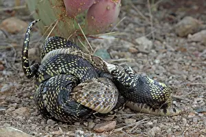 Kingsnake: Common Kingsnake - eating Mohave Rattlesnake (Crotalus