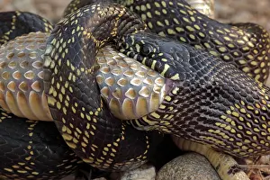 Kingsnake: Common Kingsnake - eating Mohave Rattlesnake (Crotalus