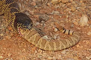 Kingsnake: Common Kingsnake - eating Mohave Rattlesnake (Crotalus