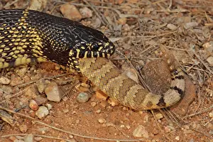 Kingsnake: Common Kingsnake - eating Mohave Rattlesnake (Crotalus