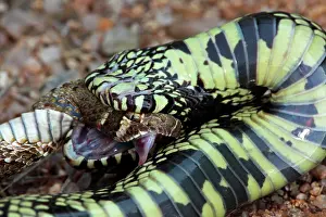 Kingsnake: Common Kingsnake - eating Mohave Rattlesnake (Crotalus
