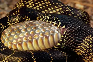 Kingsnake: Common Kingsnake - eating Mohave Rattlesnake (Crotalus