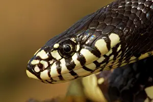 Kingsnake: Common Kingsnake - Head