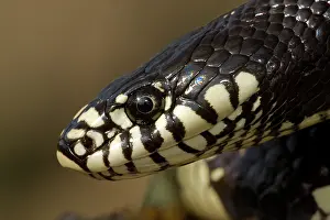 Kingsnake: Common Kingsnake (Lampropeltis getulus) - Head - Arizona -