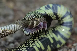 Kingsnake: Common Kingsnake (Lampropeltus getula) eating Mohave Rattles