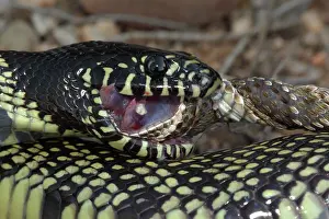 Kingsnake: Common Kingsnake (Lampropeltus getula) eating Mohave Rattles