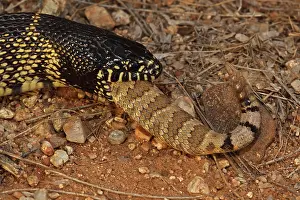 Kingsnake: Common Kingsnake (Lampropeltus getula) eating Mohave Rattles