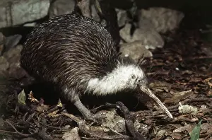 Apteryx: Common Kiwi