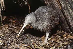 Apteryx: Common Kiwi