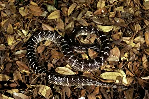 Bungarus: Common Krait Snake