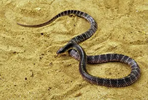 Meenakshi Harikrishnan: COMMON KRAIT SNAKE