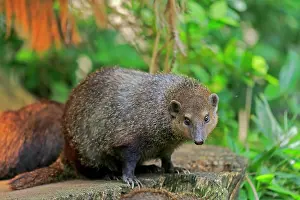 Obscurus: Common kusimanse (Crossarchus obscurus), adult
