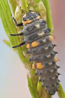 Lice: This is the most common ladybird in Europe, intr