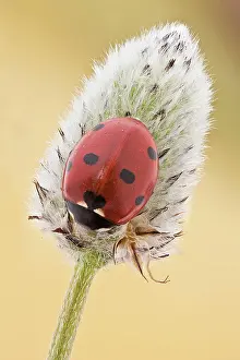 Lice: This is the most common ladybird in Europe, intr