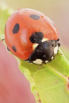 Lice: This is the most common ladybird in Europe, intr