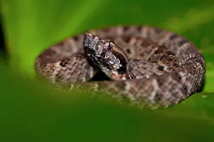 Bothrops: Common Lancehead (Bothrops atrox) - Petit-Saut -