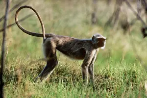 Semnopithecus: Common Langur MONKEY