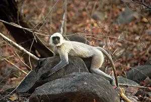 Langurs: Common Langur Monkey