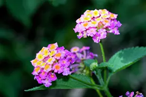 Lantana: Common Lantana / Bird's Brandy / Tickberry flowers
