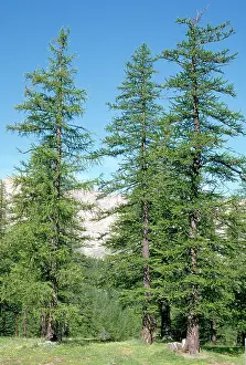 Larches: Common Larches