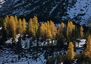 Larches: Common Larches in autumn