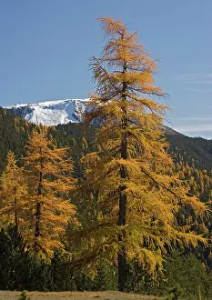 Larches: Common Larches in autumn