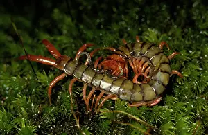 Centipedes: A common large centipede, unidentified species