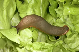 Lettuces: Common Large Garden Slug - On lettuce