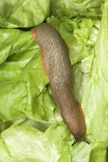 Lettuces: Common Large Garden Slug - On lettuce