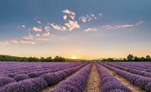 Lamiaceae: Common Lavender
