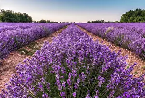 Lamiaceae: Common Lavender