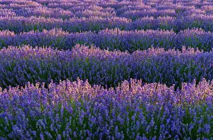 Lamiaceae: Common Lavender