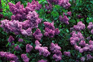 Syringa: Common Lilac