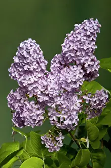 Syringa: Common Lilac - Mauve - inflorescence