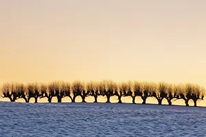 Avenue: Common Lime avenue