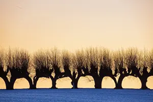 Avenue: Common Lime avenue