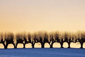 Avenue: Common Lime avenue