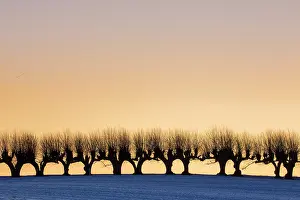 Avenue: Common Lime avenue