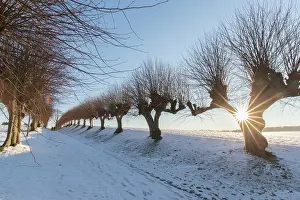 Avenue: Common Lime avenue