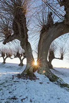 Avenue: Common Lime avenue