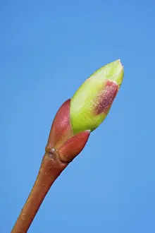 Limes: Common lime bud and leaf
