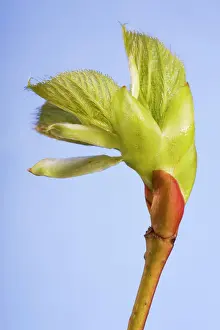 Limes: Common lime bud and leaf