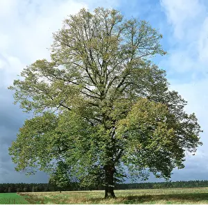Karin Laub: COMMON LIME TREE