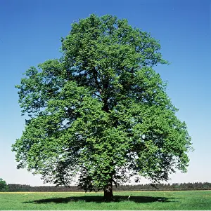 Karin Laub: COMMON LIME TREE
